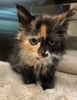 Domestic Medium Hair Cats Available for Adoption in Disputanta, Virginia - Maple | PetCurious