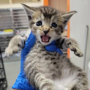 Felix Rosenquist -  Domestic Short Hair Cat for Adoption in Westminster, California - Felix Rosenquist | PetCurious