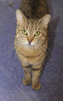 Hyacinth -  Domestic Short Hair Cat Available for Adoption in Harrison, New York - Hyacinth | PetCurious