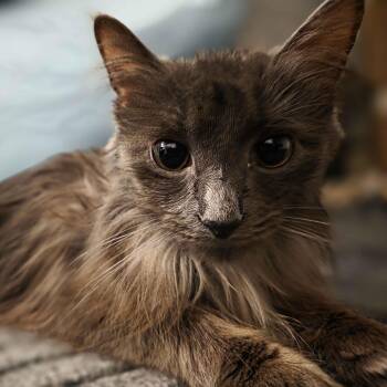 Blueberry -  Domestic Long Hair Cat for Adoption in Piscataway, New Jersey - Blueberry | PetCurious