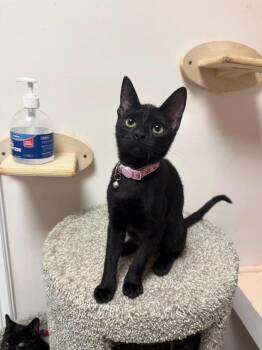 Hannah -  Domestic Short Hair Cat for Adoption in Freeport, New York - Hannah | PetCurious