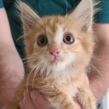 Jeph -  Domestic Medium Hair Cat for Adoption in Evansville, Indiana - Jeph | PetCurious