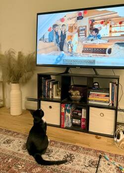 Rescue Domestic Short Hair Cats for Adoption in Union City, New Jersey - Poppy | PetCurious