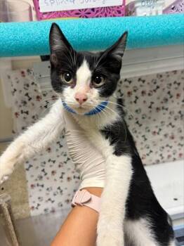 EREN -  Domestic Short Hair Cat for Adoption in Riverside, California - EREN | PetCurious