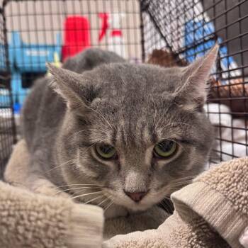 Tippy -  Domestic Short Hair Cat for Adoption in Chicago, Illinois - Tippy | PetCurious