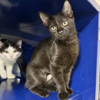 Star -  Domestic Short Hair Cat for Adoption in Los Angeles, California - Star | PetCurious