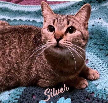 Tabby Cats Available for Adoption - Silver #cuddle-queen | PetCurious