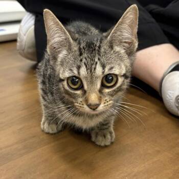Cheeto Puff -  Domestic Short Hair Cat for Adoption in Beaumont, Texas - Cheeto Puff | PetCurious