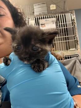 A1914397 -  Domestic Short Hair Cat for Adoption in Riverside, California - A1914397 | PetCurious