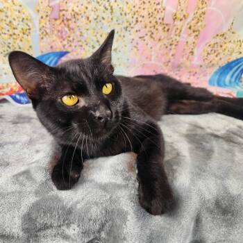 Rescue Domestic Short Hair Cats for Adoption in Greensburg, Pennsylvania - Chip | PetCurious