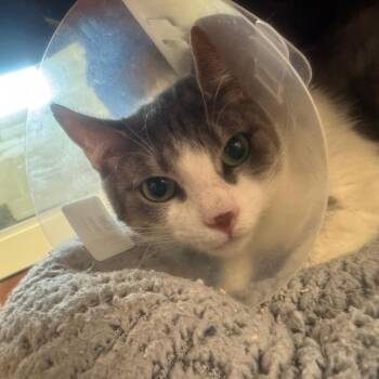 Domestic Short Hair Cats Available for Adoption - Shania | PetCurious