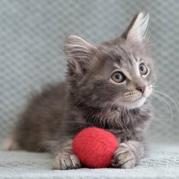 Domestic Medium Hair Cats Available for Adoption in Sunnyvale, California - Earl Grey | PetCurious