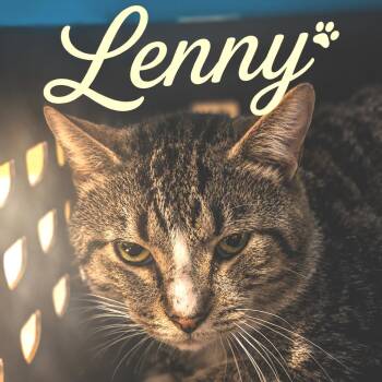 Lenny -  Domestic Short Hair Cat for Adoption in Brownsboro, Alabama - Lenny | PetCurious