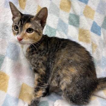 Marble -  Domestic Short Hair Cat for Adoption in Laredo, Texas - Marble | PetCurious