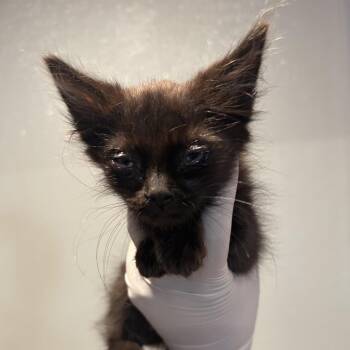 IVHS-Stray-139815 -  Domestic Medium Hair Cat for Adoption in San Gabriel, California - IVHS-Stray-139815 | PetCurious