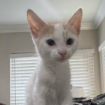 Mango -  Domestic Short Hair Cat for Adoption in Escondido, California - Mango | PetCurious