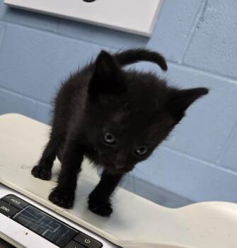 Serta -  Domestic Short Hair Cat for Adoption in Evansville, Indiana - Serta | PetCurious
