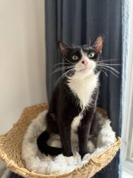 Domestic Short Hair Cats Available for Adoption - Blaze | PetCurious