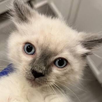 Indigo -  Siamese and Ragdoll Cat for Adoption in Santa Ana, California - Indigo | PetCurious