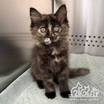 KIT -  Domestic Short Hair Cat for Adoption in Irvine, California - KIT | PetCurious
