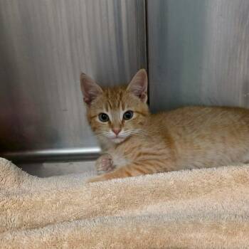 Domestic Short Hair Cats Available for Adoption in Umatilla, Florida - Matthew | PetCurious