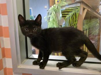 OLIVIA -  Domestic Short Hair Cat for Adoption in Santa Clara, California - OLIVIA | PetCurious