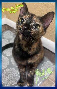 Tortoiseshell Cats Available for Adoption in Orlando, Florida - Ramsie | PetCurious