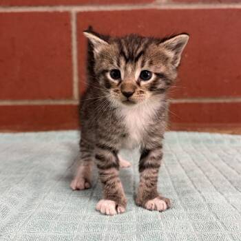 Rescue Domestic Short Hair Cats for Adoption in Cabot, Arkansas - Massimo | PetCurious