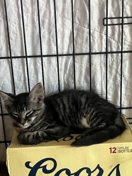 Nori -  Tabby Cat for Adoption in Nacogdoches, Texas - Nori | PetCurious