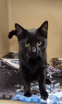 Domestic Short Hair Cats Available for Adoption in Clayton, New Jersey - Zion | PetCurious