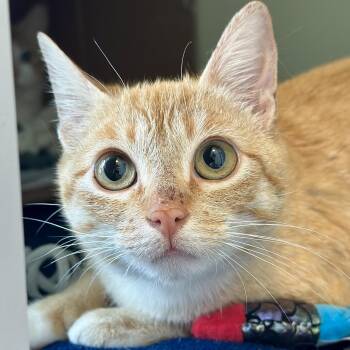 Domestic Short Hair Cats Available for Adoption in Victor, New York - Werthers | PetCurious