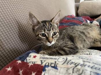 Ruru -  Domestic Short Hair Cat for Adoption in Walled Lake, Michigan - Ruru | PetCurious