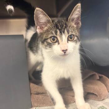 Huffy -  Domestic Short Hair Cat for Adoption in Chicago, Illinois - Huffy | PetCurious
