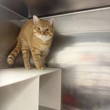 Bobby -  Domestic Short Hair Cat for Adoption in Des Moines, Iowa - Bobby | PetCurious
