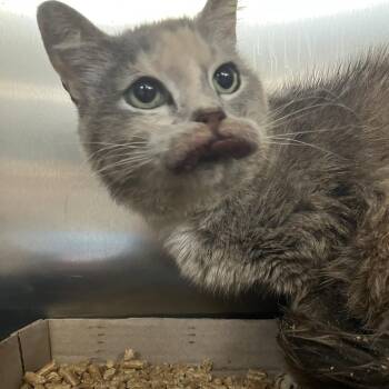 Chow Mein -  Domestic Short Hair Cat for Adoption in Chattanooga, Tennessee - Chow Mein | PetCurious