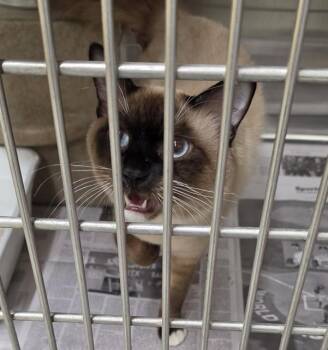 Domestic Short Hair Cats Available for Adoption in Anchorage, Alaska - NEKO | PetCurious