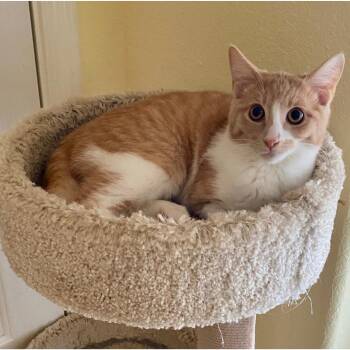 Domestic Short Hair Cats Available for Adoption in Morgan Hill, California - Koa | PetCurious