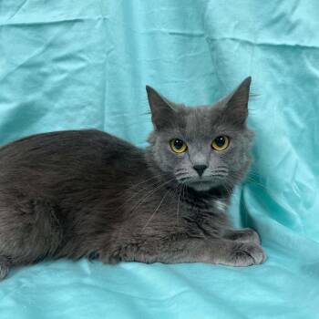 Cressida -  Domestic Medium Hair Cat for Adoption in Lyndhurst, Virginia - Cressida | PetCurious