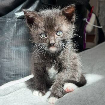 American Shorthair Cats Available for Adoption in Santa Monica, California - Keebler | PetCurious