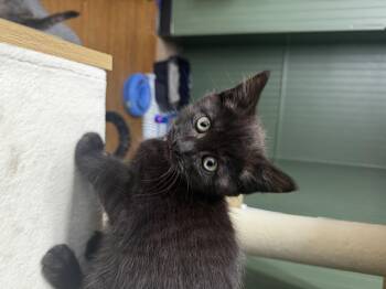 Prince Eric -  Domestic Medium Hair Cat for Adoption in Bethel Park, Pennsylvania - Prince Eric | PetCurious