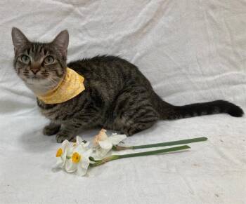 Domestic Short Hair Cats Available for Adoption - TIGRESS | PetCurious