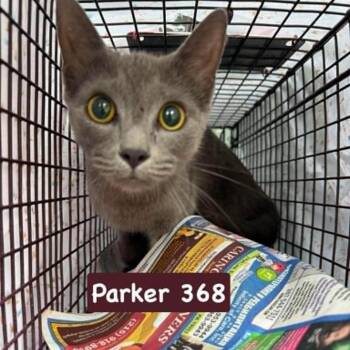 Parker 368 -  Domestic Short Hair Cat for Adoption in Philadelphia, Pennsylvania - Parker 368 | PetCurious