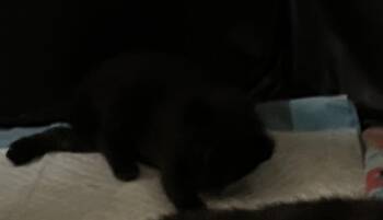 Lil Bear -  Domestic Short Hair Cat Available for Adoption in Virginia Beach, Virginia - Lil Bear | PetCurious