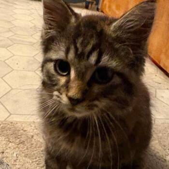 Arthur -  Domestic Long Hair Cat for Adoption in Johnstown, Pennsylvania - Arthur | PetCurious