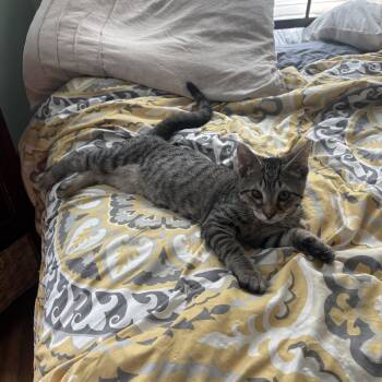 Benny -  Domestic Short Hair Cat for Adoption in Bellmawr, New Jersey - Benny | PetCurious