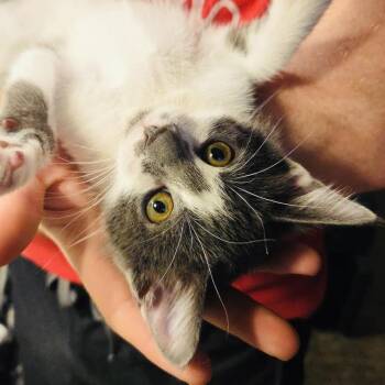 Purrelli -  Domestic Short Hair Cat for Adoption in Fort Worth, Texas - Purrelli | PetCurious
