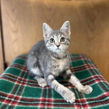 Shortening--In Foster -  Domestic Short Hair Cat for Adoption in Fargo, North Dakota - Shortening--In Foster | PetCurious