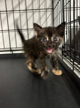 Macchiato -  Domestic Short Hair Cat for Adoption in Metter, Georgia - Macchiato | PetCurious