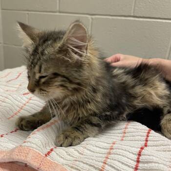 Hylia -  Domestic Medium Hair Cat for Adoption in Bristol, Indiana - Hylia | PetCurious