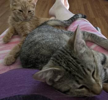 Odie -  Domestic Short Hair Cat Available for Adoption in Jackson, Georgia - Odie | PetCurious